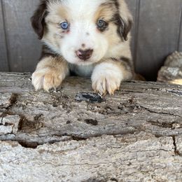 Australian Shepherd, Miniature American Shepherd, and Toy Australian Shepherd Puppies from Blue’s Family Aussies