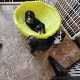 Bernedoodle Puppies from Adorable Dixie Doodles
