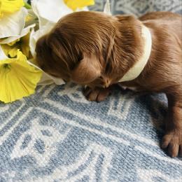 Gold Boy - Red  male Goldendoodle puppy in Denison, Iowa from Violet View Iowa Goldendoodles