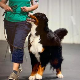Tilly - Bernese Mountain Dog