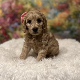 Aurelia - Apricot female Goldendoodle puppy in Stroudsburg, Pennsylvania from Momma’s Mini Goldendoodles