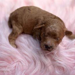 Charlie - Red  male Poodle puppy in Bremerton, Washington from Lincoln Luxe Poodles
