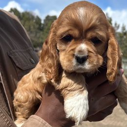 Cocker Spaniel Puppies from Hidden Valley Cocker Spaniels