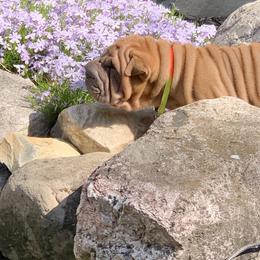 Chinese Shar-Pei and Pumi Puppies from Nixie Kennels