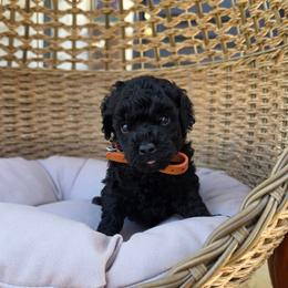 Dusk (Orange Collar) - Black male Poodle puppy in Plainfield, New Jersey from Caris Paws Poodles and Labradoodles
