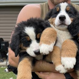 Bernedoodle and Bernese Mountain Dog Puppies from Berner Ridge Kennels