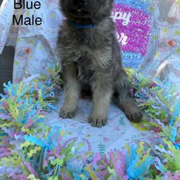 Male 8 - Blue male German Shepherd puppy in Holladay, Tennessee from Mercedes Gumbel