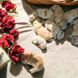Cockapoos and Double Doodles from Cedar Creek Canines