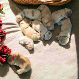 Cockapoos and Double Doodles from Cedar Creek Canines