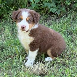 RTM - Red Collar - Red tri male Miniature Australian Shepherd puppy in Natural Dam, Arkansas from Natural State Aussies