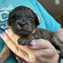 Cumin - Merle male Goldendoodle puppy in Waynesboro, Virginia from Forest Creek Kennel