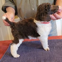 Poodle Puppies from Chapel Hill Poodles