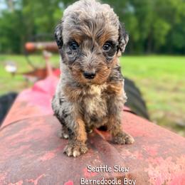 Seattle Slew - Blue merle male Bernedoodle puppy in Grove, Oklahoma from Guinn Family Farms