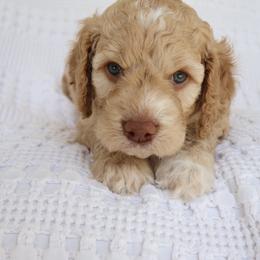 Puppy 5 - Cream male Cockapoo puppy in Savannah, Georgia from Vino and Vespa Doodles