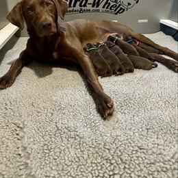 Boy 3 - Chocolate male Labrador Retriever puppy in Disputanta, Virginia from Powells Creek Retreivers
