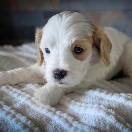 Blenheim Girl - Blenheim female Cavapoo puppy in San Diego, California from WW Cavapoos