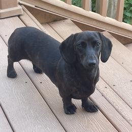 Dachshund Puppies from Army of Dachshunds