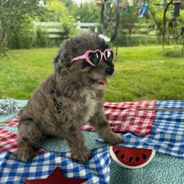 Daffodil - Blue merle female Aussiedoodle puppy in Hopkins, Missouri from Mowry Creek Mini Aussiedoodles and More