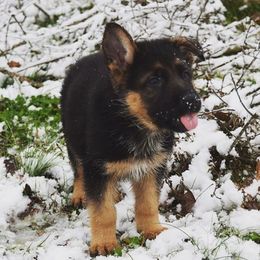 German Shepherds from Fame Kennels