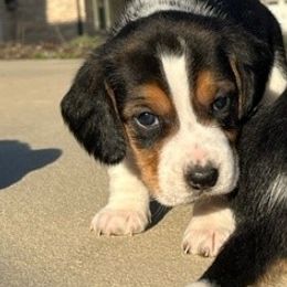 Beagle Puppies from Sarah Light's Beagles