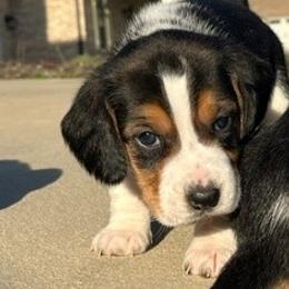Beagle Puppies from Sarah Light's Beagles