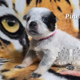 Pineapple - Blue female Australian Cattle Dog puppy in Silsbee, Texas from Rockin ND Ranch