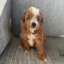 Boy 2 - Red male Bernedoodle puppy in Spring Hill, Florida from Ohana Doodles x Frenchies