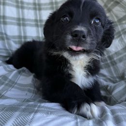 Flinn - Black & white male Australian Shepherd puppy in Quaker City, Ohio from Wagon Wheel Aussies and Corgi’s