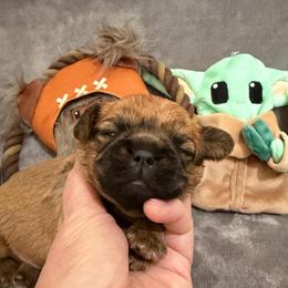 Chubacca (Chewy) - Belge male Brussels Griffon puppy in Seneca, Missouri from Stephanie’s Puppy Colony