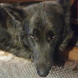 Hara - German Shepherd