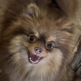 Dolce - Pomeranian