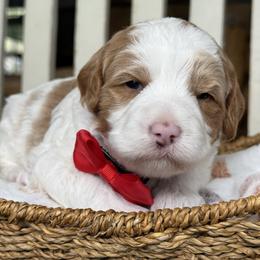Fancy - red collar - Red  female Goldendoodle puppy in Yuciapa, California from AlltheDoodlez_