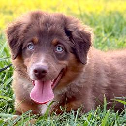 Josie - Red tri female Miniature Australian Shepherd puppy in Smithville, Arkansas from Cooper Creek Aussies