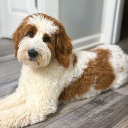 Zena - Goldendoodle