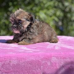 Poodle, Shihpoo, Shih Tzu, and Shorkie Puppies from Oodles of Poodles & Doodles