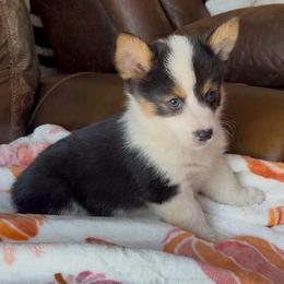 Hunter - Black and tan male American Corgi puppy in Graham, Texas from Wild West Corgis
