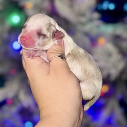 Chanel - Blue merle and white female American Corgi puppy in Whitney, Texas from 5H Corgis