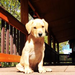 Labrador Retriever Puppies from Rim Country Labradors