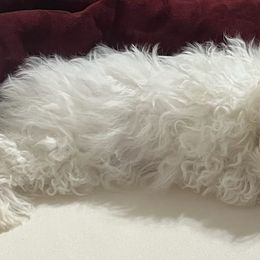 Maltese from Yelsa's Maltese Puppies