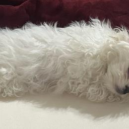 Maltese from Yelsa's Maltese Puppies