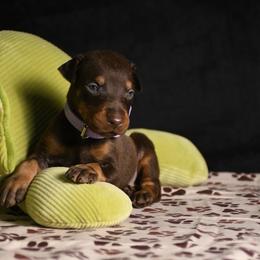 Liberty - Red and rust female Doberman Pinscher puppy in Overton, Texas from Obsidian Kennel