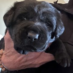 Working Dog Cross Puppies from Happy Hartz