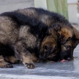 German Shepherd Puppies from Journey's German Shepherds (Kennel Vom Himmel)