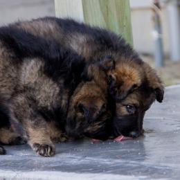 German Shepherd Puppies from Journey's German Shepherds (Kennel Vom Himmel)