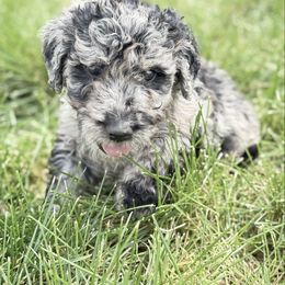 Dodson - Merle male Goldendoodle puppy in Billings, Montana from Rising Star Doodles