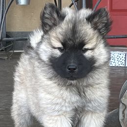 Girl 3 - Wolfgray female Eurasier puppy in Soap Lake, Washington from Falling Cedar Farm Samoyeds and Eurasier’s