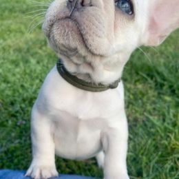 French Bulldog Puppies from Bailey French Bulldogs