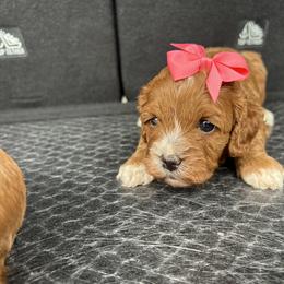 Pink bow - Red female Cavapoo puppy in Mint Hill, North Carolina from DoodleForever