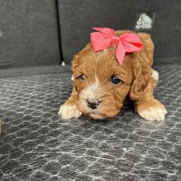 Pink bow - Red female Cavapoo puppy in Mint Hill, North Carolina from DoodleForever