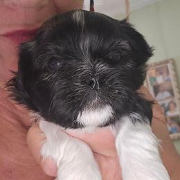 F BW but going to swirl out with other colors - Black and white female Shih Tzu puppy in Missouri from Farm Animal Mommy Shih tzu's Michalek Dog Breeder